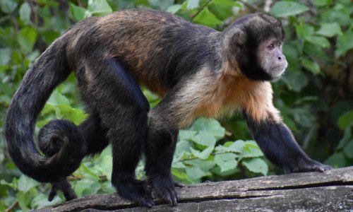 Panama Tiere 10 - Kolumbien Individual