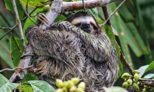 Panama Tiere 12 - Kolumbien Individual