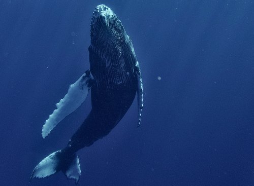 Panama Tiere 13 - Kolumbien Individual