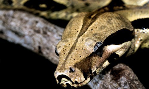 Panama Tiere 14 - Kolumbien Individual