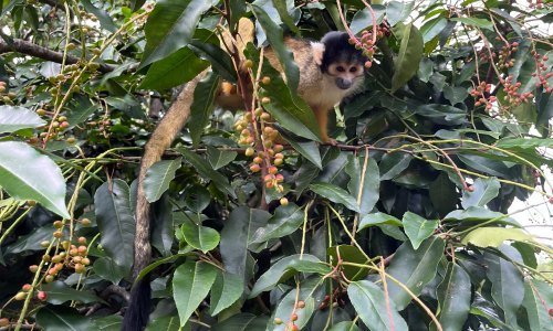 Panama Tiere 17 - Kolumbien Individual