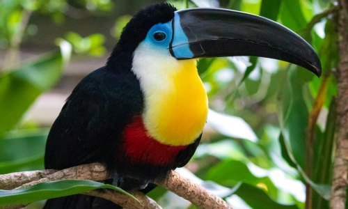 Panama Tiere 3 - Kolumbien Individual