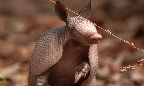 Panama Tiere 7 - Kolumbien Individual