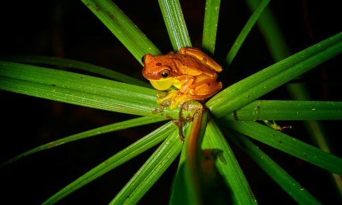 Panama Tiere 9 - Kolumbien Individual