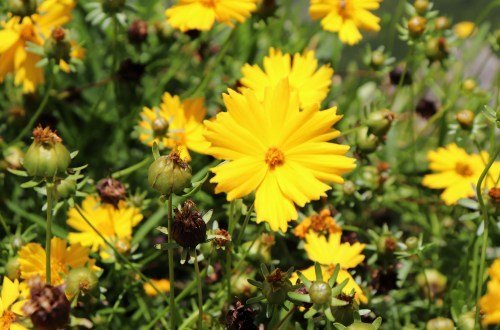 Chiriqui - Kolumbien Individual