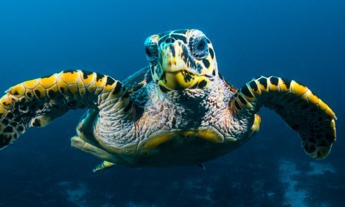 Panama Tiere 15 - Kolumbien Individual